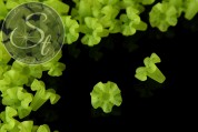 5 Stk. grüne Acryl-Blüten frosted 20mm-20